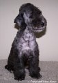 Bedlington Terrier Welpen 01.04.2006